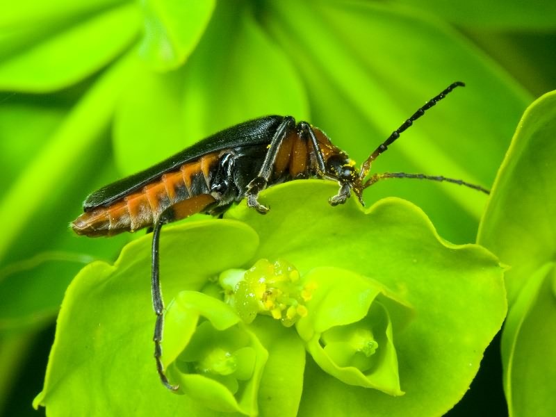 Cantharis rustica Fallen, 1807